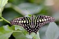 Graphium agamemnon vlinder vlinders butterfly butterflies papillon papillons